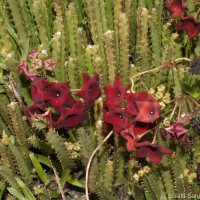 Boucerosia umbellata (Haw.) Wight & Arn.
